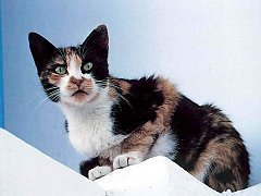 Gatti (269)